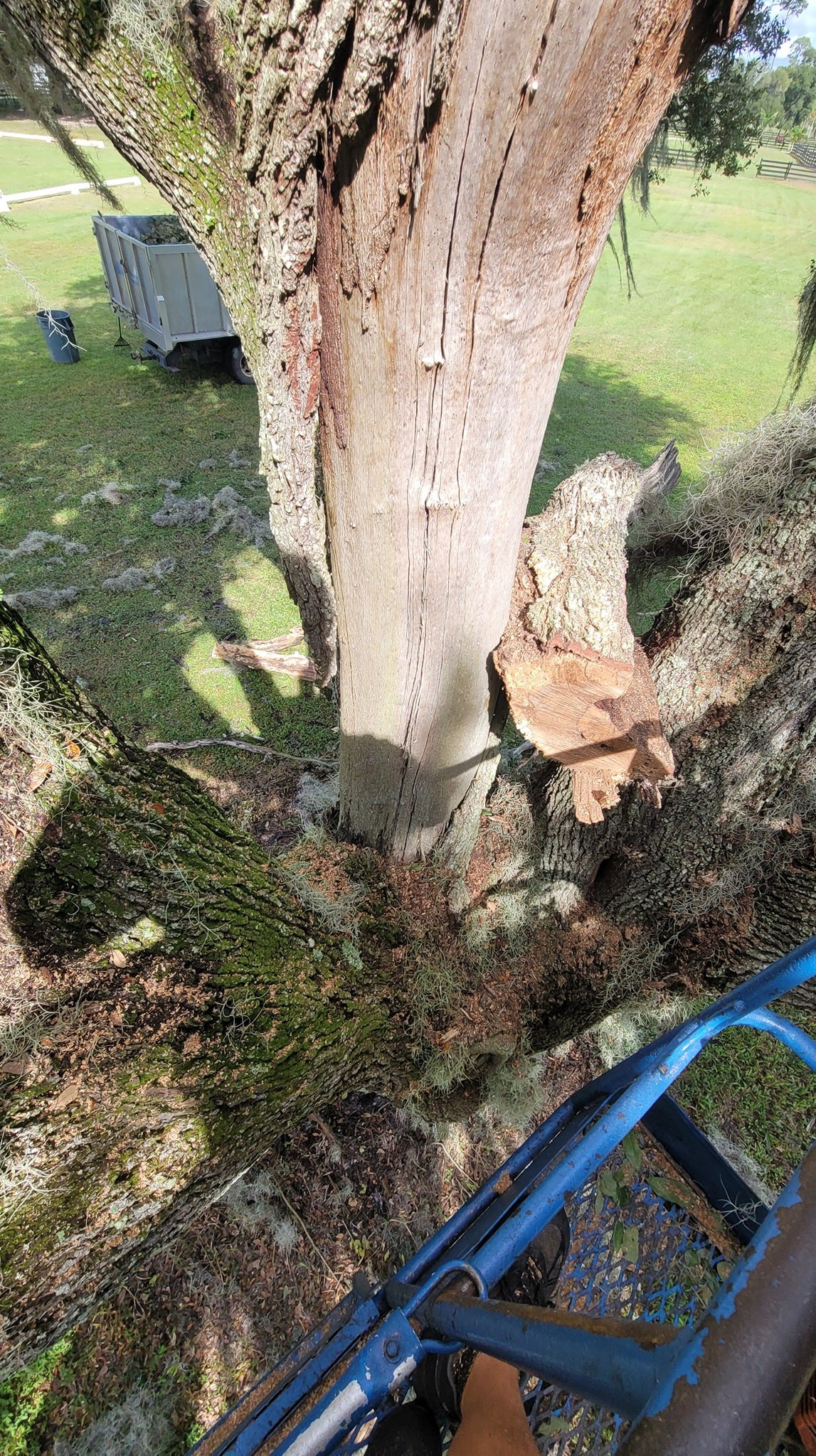 A downward facing view of a tree
